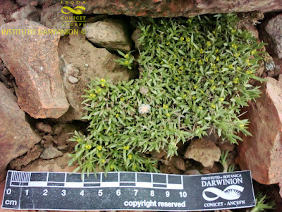 Azorella cryptantha