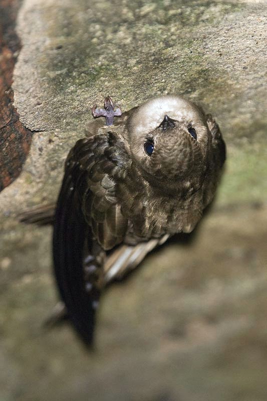 southern swift bird