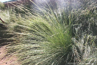 Pasto tembladera (Festuca hieronymi)