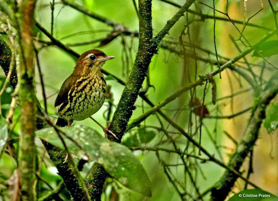 Short tailed Antthrush
