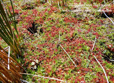 plantas carnivoras argentinas