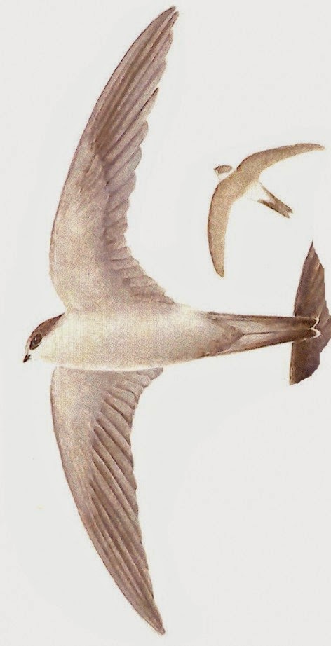 Andean Swift