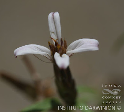 Hyaloseris catamaquiensis