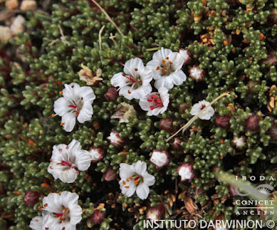 Yaretilla (Frankenia triandra)