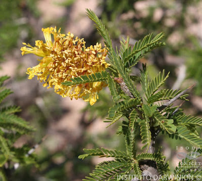 Churqui (Prosopis ferox)