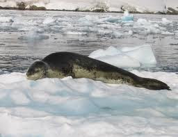 Hydrurga leptonyx Leopardo marino Hydrurga leptonyx