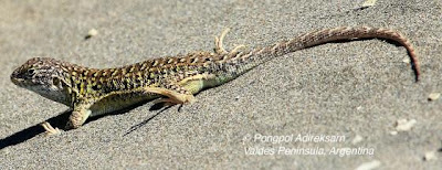 Liolaemus darwini Lagartija listas amarillas Liolaemus darwini