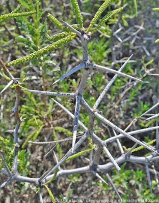 Alpataco (Prosopis alpataco)