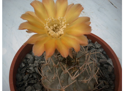Acanthocalycium glaucum