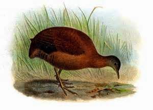 aves de Misiones Crypturellus obsoletus