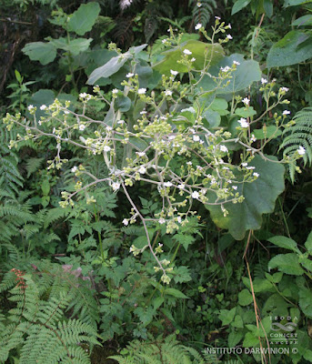 Jungia pauciflora