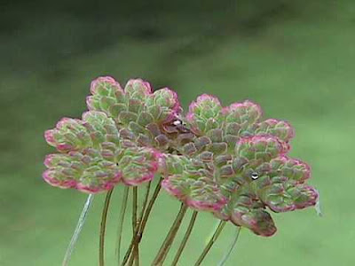 flora argentina