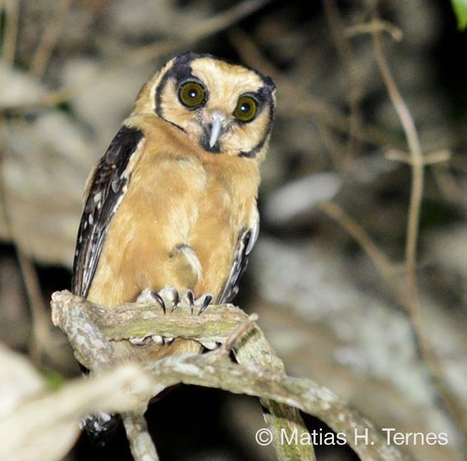Lechucita canela: Aegolius harrisi