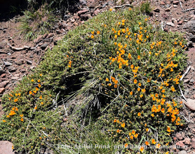 Anarthrophyllum burkartii