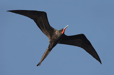 Ave fragata Fregata magnificens