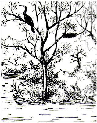 Aninga Anhinga anhinga