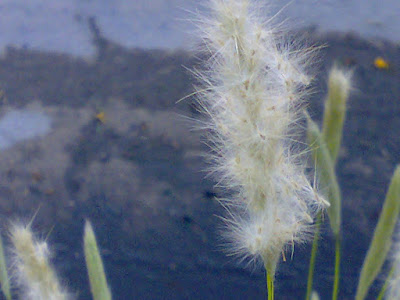 plumerillo blanco