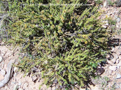Chuquiraga ruscifolia