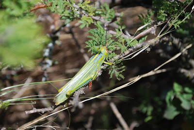 orthoptera sierras de cordoba