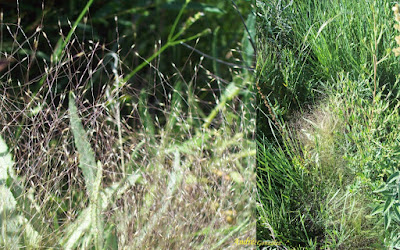 gramineas pampeanas