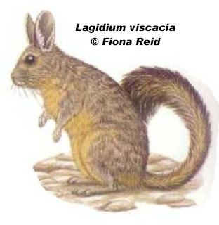 CHinchillón Lagidium viscacia