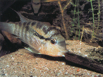 Acará de bandas (Bujurquina vittata)