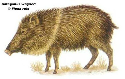 Chancho quimilero Catagonus wagneri