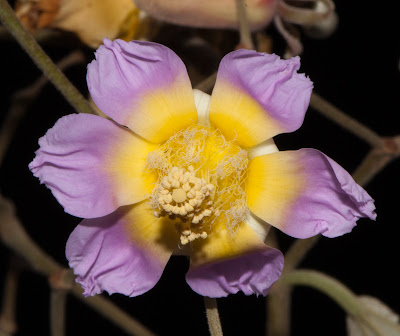 Azota caballos Luehea divaricata