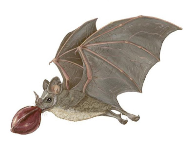 Jamaican Fruit eating Bat