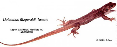 Lagartija del Aconcagua (Liolaemus fitzgeraldi)