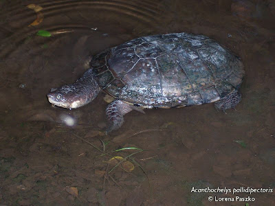 Tortuga canaleta chaqueña tortugas en extincion de Argentina Tortuga canaleta chaqueña Acanthochelys pallidipectoris