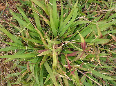 Grama ancha Axonopus compressus
