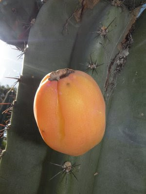 cactus de argentina Cardón mesopotámico Tuna wasú
Cereus uruguayanus