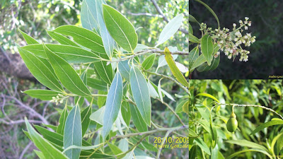 ároles argentinos Laurel criollo Ocotea acutifolia