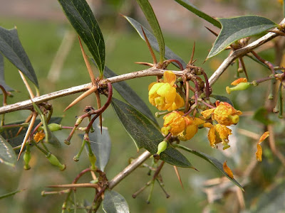 Espina amarilla (Berberis laurina)