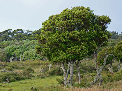 arbustos del bosque patagonico