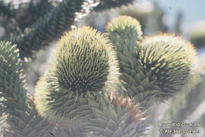 Araucaria Araucaria araucarna