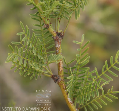 Algarrobillo (Prosopis campestris)