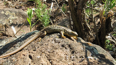 lagartijas de patagonia