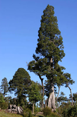 Alerce Fitzroya cupressoides