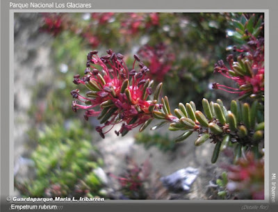 Murtilla (Empetrum rubrum)