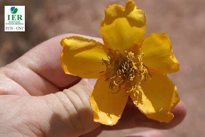 Palo papel (Cochlospermum tetraporum) flores