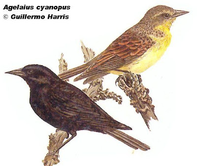 Varillero negro Agelaius cyanopus
