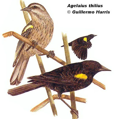 Varillero ala amarillo Agelasticus thilius