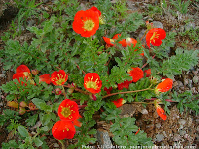 Soldaque (Hypseocharis pimpinellifolia)
