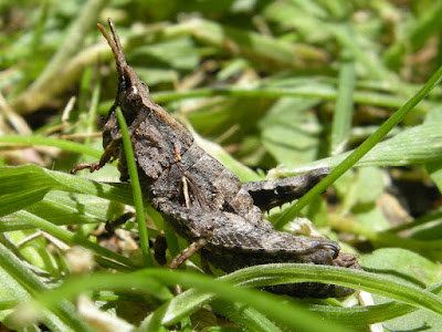 Tropidostethus angusticollis