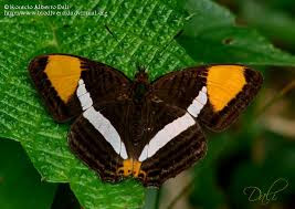 Mariposa almirante del sol Adelpha syma