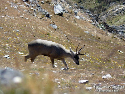 Taruca Hippocamelus antisensis