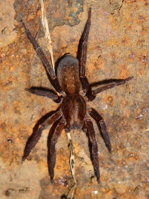 Asthenoctenus borelli