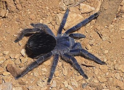 Araña pollito de collar (Eupalaestrus weijenberghi)